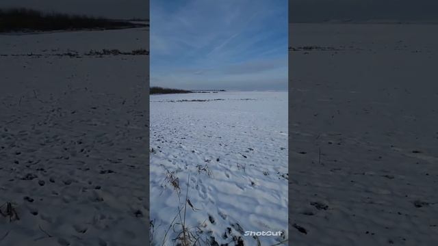 Running dogs. Банда собак. смотреть онлайн