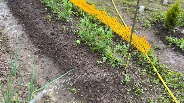 Посадка колеусов| колочу рамки в улей