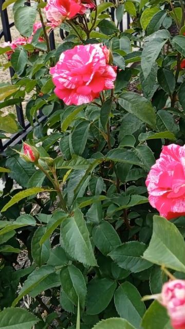 Для души розы под музыку