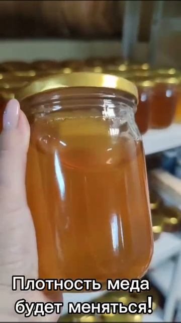 Мед черноклена 2025 года