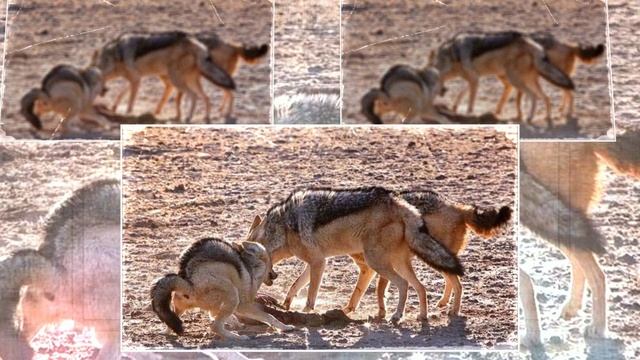 Эта свора лает в спину смотреть онлайн