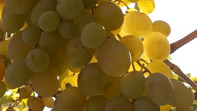 Узум пишди. Узбекистонда куз фаслининг боши. Виноград