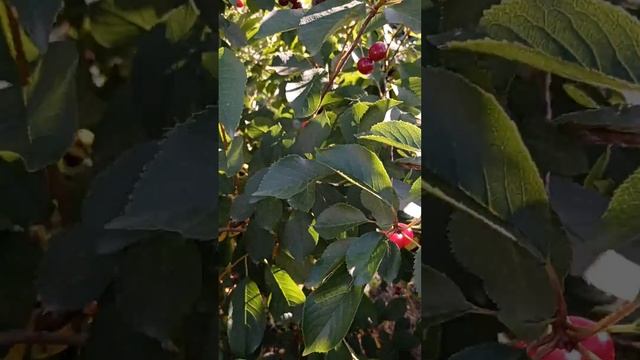 вишня сорта Лава