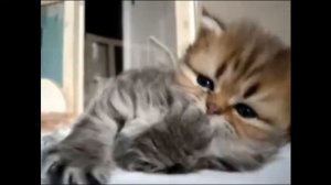 взлом канала мульт (всё делал сам)