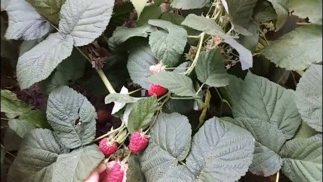 Ягода малина | Мій город та сад