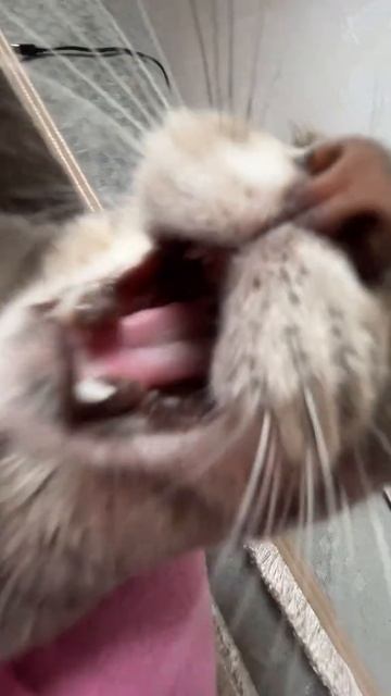 Моя любимая певица смотреть онлайн