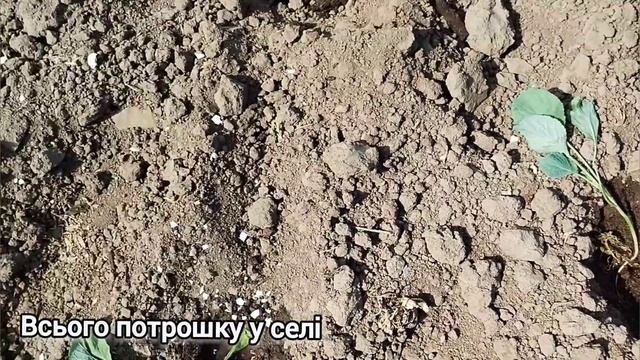Капусту садимо як завжди @vsiogo_potroshku_u_seli