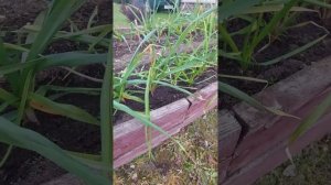 Пересаживаю чеснок с одной грядки на другую, мне делат