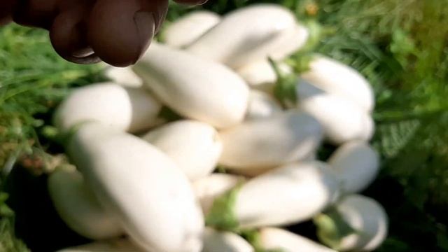 Баклажан. Сорт БИБО. Белый. #бибо