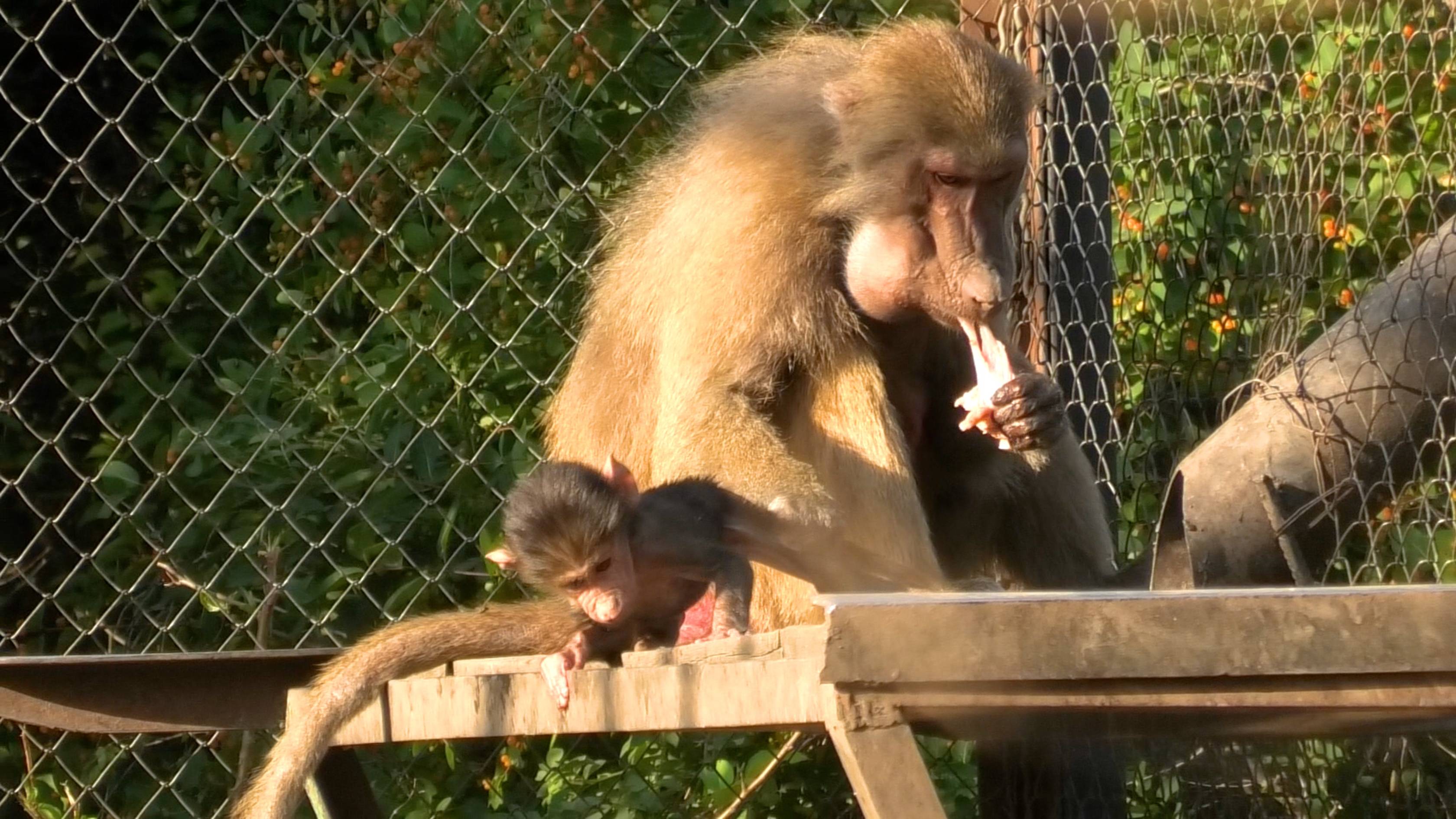 Гамадрилы россыпью, а туристы в шоке! Гамадрилий Дом2 имеет право на жизнь! Старость не радость! смотреть онлайн