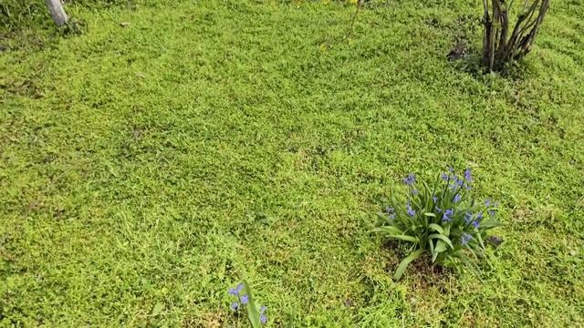 Первый покос в саду, Выкапываю засохшие кусты...Весенн?