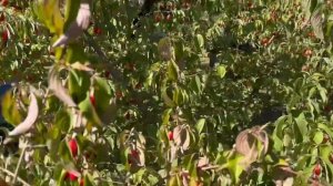 КИЗИЛ СЕМЁН , ВЛАДИМИРСКИЙ