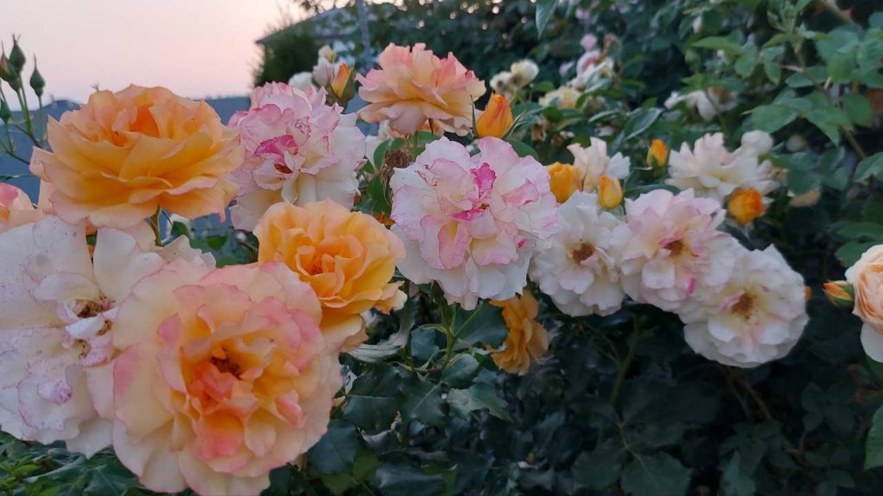 Розы нашего участка. ч. 1 смотреть онлайн