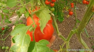 Обзор томатов Пузата Хата