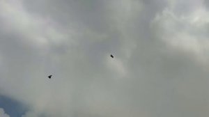 Посадки чернолысых, далеко не все)