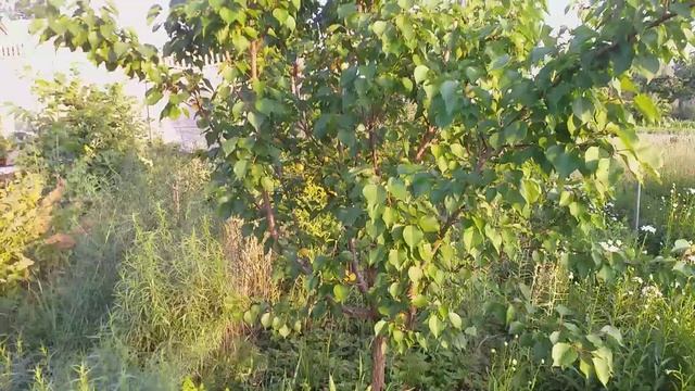 Лескор ранній сорт абрикоса Київщина