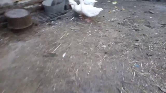 Вата любит тыкву. Пошла давать угощение. Гусиха умерла