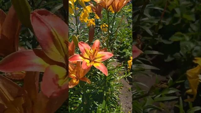 Мой первый опыт выращивания цветов!