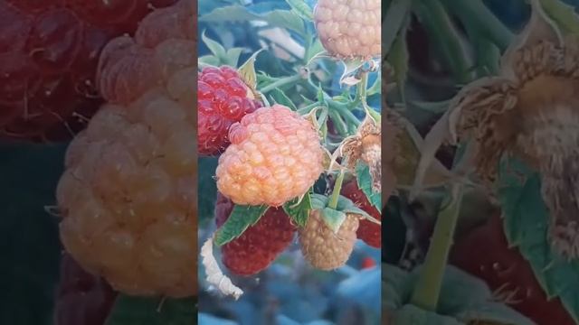 Малиновое дерево в конце сентября. Продолжает цвести,