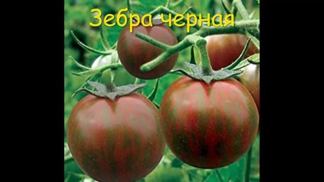 Каталог томатов 2024 г, в том числе коллекционные сорта. смотреть онлайн