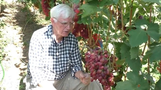 Виноград  август сентябрь 2018  часть 1 Попович Ю  В