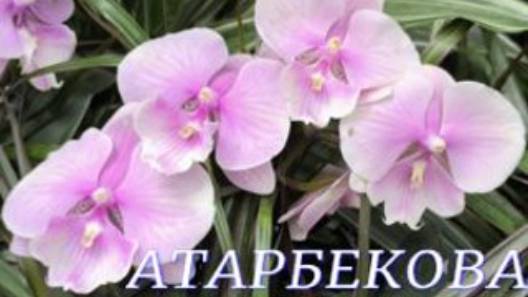 №1088/СВЕЖИЕ орхидеи в с/ц на АТАРБЕКОВА смотреть онлайн