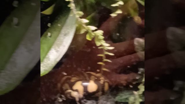 МАСКИРОВКА