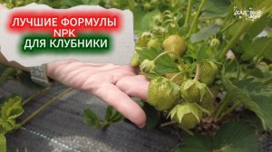 УДОБРЕНИЕ ДЛЯ КЛУБНИКИ С ЛУЧШЕЙ ФОРМУЛОЙ NPK - ПОВЫШЕНИЕ УРОЖАЯ В 2 РАЗА!