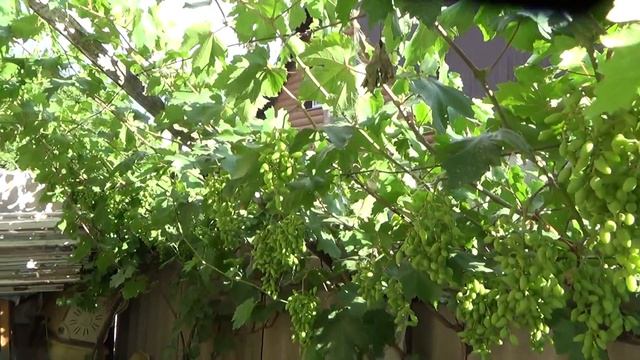 ЮБИЛЕЙ НОВОЧЕРКАССКА смотреть онлайн