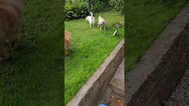 Доброе утро, мой зоопарк. Good Morning My Zoo.