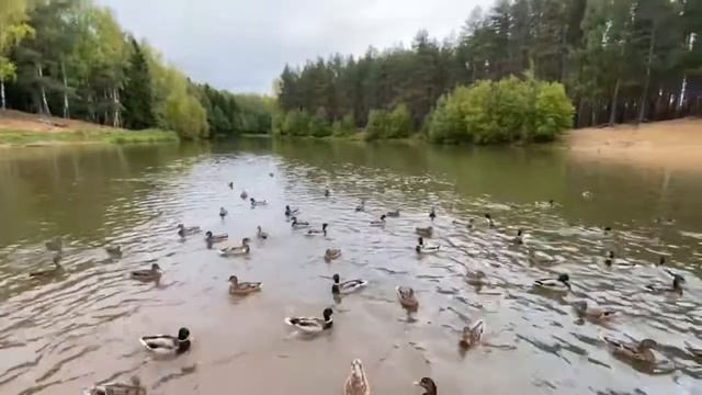 Нож - Бабочка #отучастника