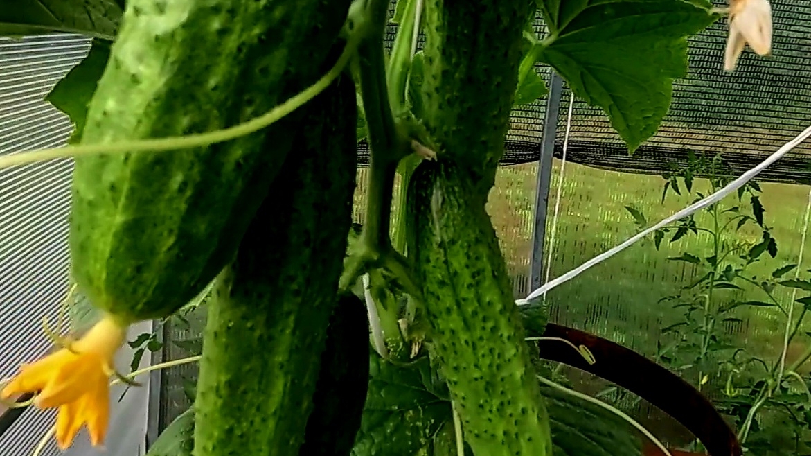 Необычная формировка огурцов в теплице для огромного урожая!!! смотреть онлайн