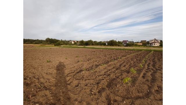 Закладываем технический виноградник под Санкт Петерб