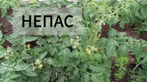 Томаты серии НЕПАС. Цветут