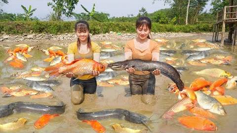 Come Help Phuong and Toan Harvest Lots Of Fish - Sell Fish | Take cassava and cook food for pigs.