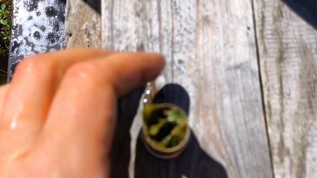 Перепелятник после зимовки-1 #2025 #перепела #водоснабже?