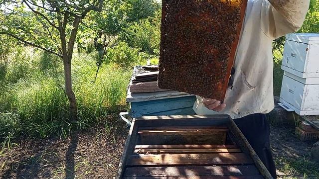 Вопрос знатокам.  Роевая это семья или тихой смены. Жду