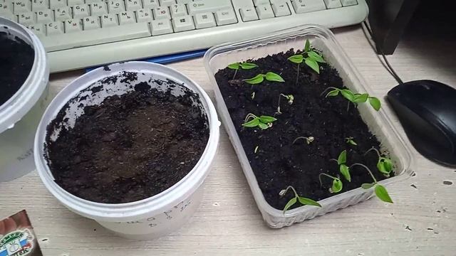 19.3.25г.   Пикирую Сладкий ПЕРЕЦ сорта НОВОГОГОШАРЫ!!!