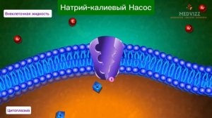 Натрий-калиевый насос (Na+/K+-АТФаза)
