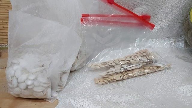 Заготовка семян тыквы