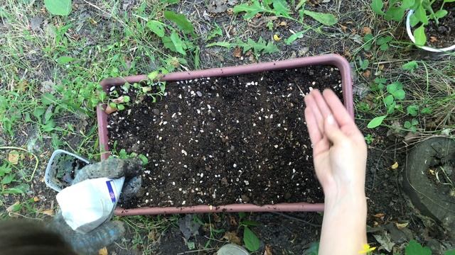 Высаживаю лобелию и петунию. Сею маттиолу смотреть онлайн