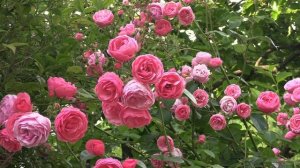 Сочи что посмотреть