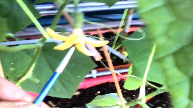 Огород на балконе. Огурцы в пупырышек, семена из Украи?