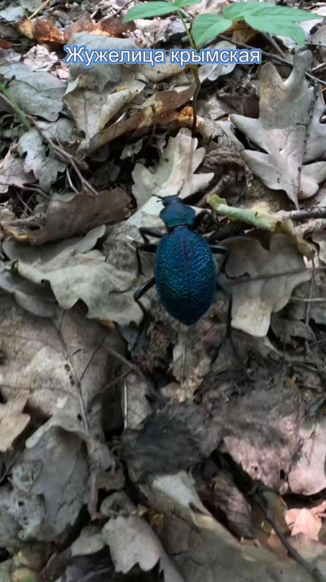 Жужелица крымская