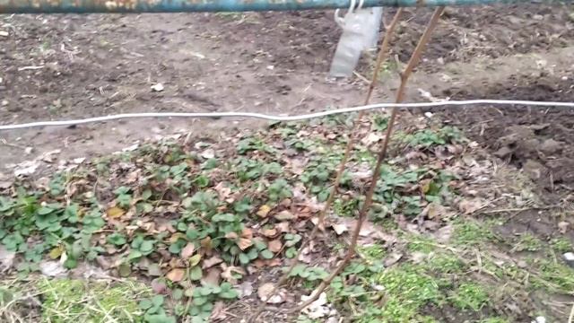 3 февраля 2024 г. Виноград Клубнічний Херсон 👍🍇🇺🇦 смотреть онлайн