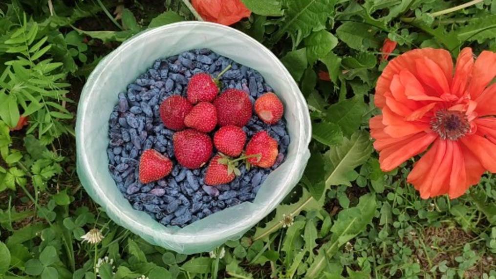 Небольшая прогулка по саду и сбор жимолости смотреть онлайн