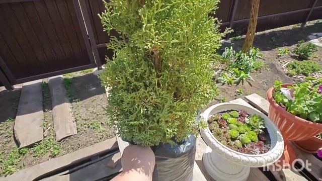 Туя Випкорд, пихта бальзамическая Нана и туя Безымяшк?