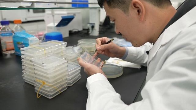 В китайской провинции Сычуань выводят новые сорта о