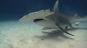 Великий Тихий океан. 1 и 2 серии (Таинственный _ Жестокий)