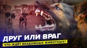 Что будет с бездомными животными в России? | Гуманное умерщвление